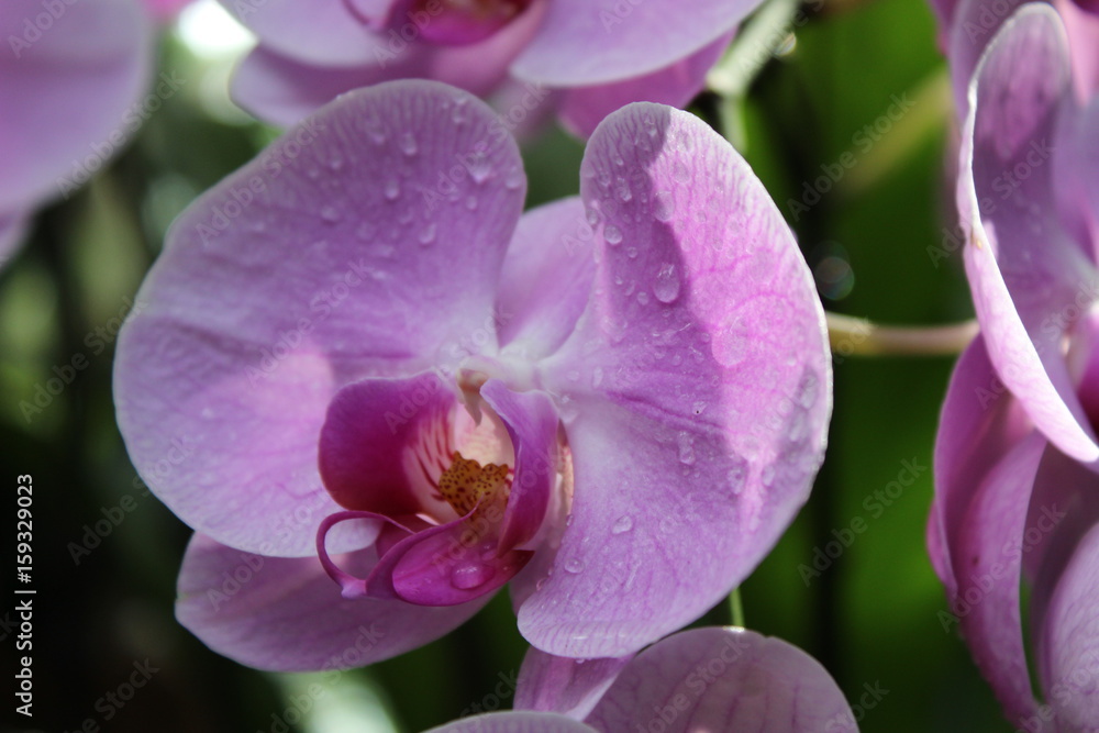 Giardino Botanico Singapore - Orchidee Giardino Botanico Singapore - Orchidee