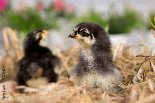 nestling chick. farm chicken.baby