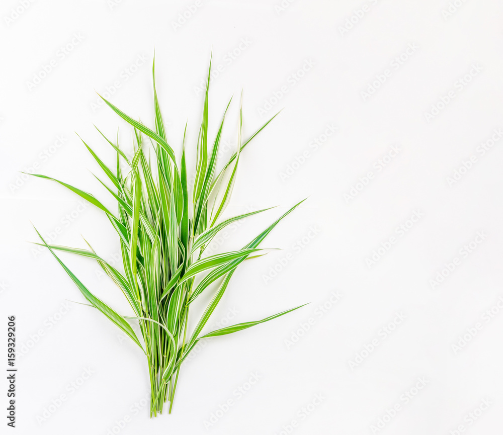 Fototapeta premium a bunch of decorative green grass with white stripes on a white background with space for text