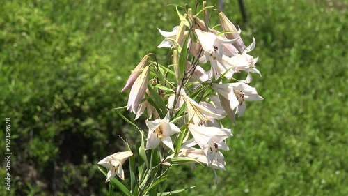 風で揺れるササユリ