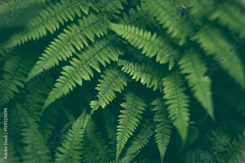 Fresh fern macro image. Horizontal orientation.