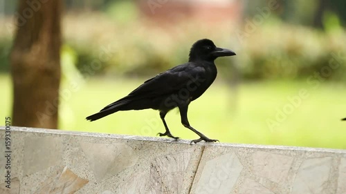 Young raven sitting on stone. Lumpini park. Bangkok, Thailand,