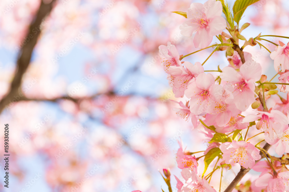 close up shot of pink Sakura under Sakura tree shade and copy space on right