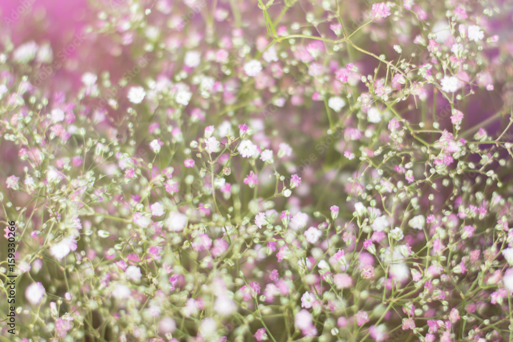 White little flowers. Blur background.