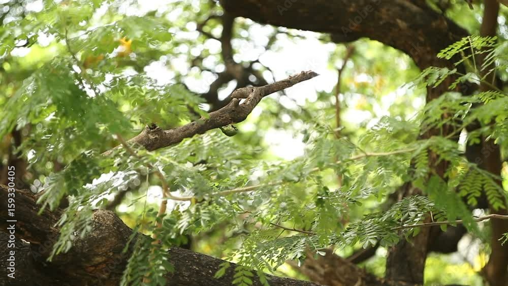 Woodpecker sitting on a branch and knocks the beak on tree bark in search of edible insects. Lumpini park. Bangkok, Thailand. Woodpecker sitting on a branch and knocks the beak on tree bark in search of edible insects. Lumpini park. Bangkok, Thailand.
