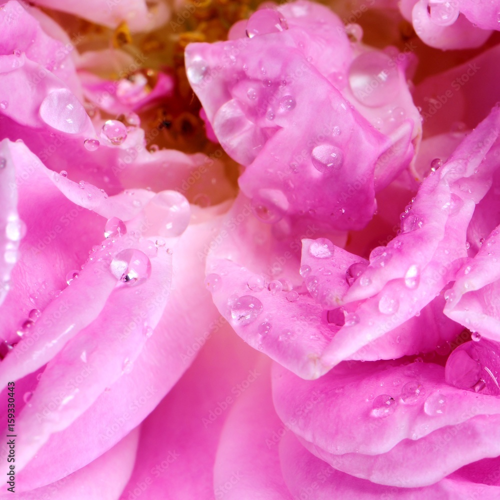 Pink rose detail with fresh drops.