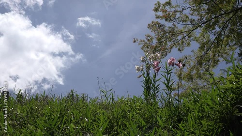 風で揺れるササユリ