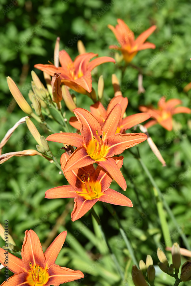 Hémérocalle orange au printemps au jardin Hémérocalle orange au printemps au jardin