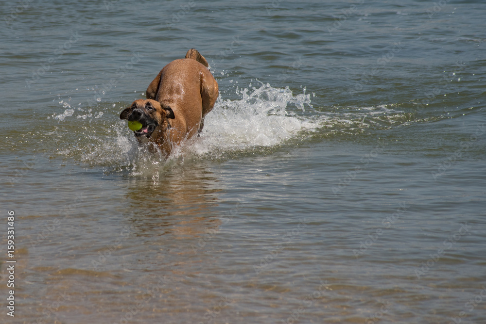 Cute dog running in water