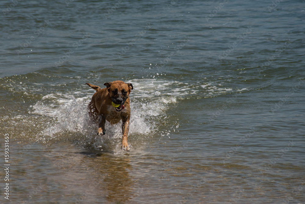 Cute dog running in water