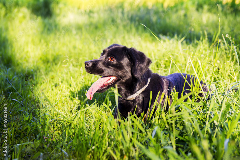 beautiful spaniel dog showing the tongue beautiful spaniel dog showing the tongue