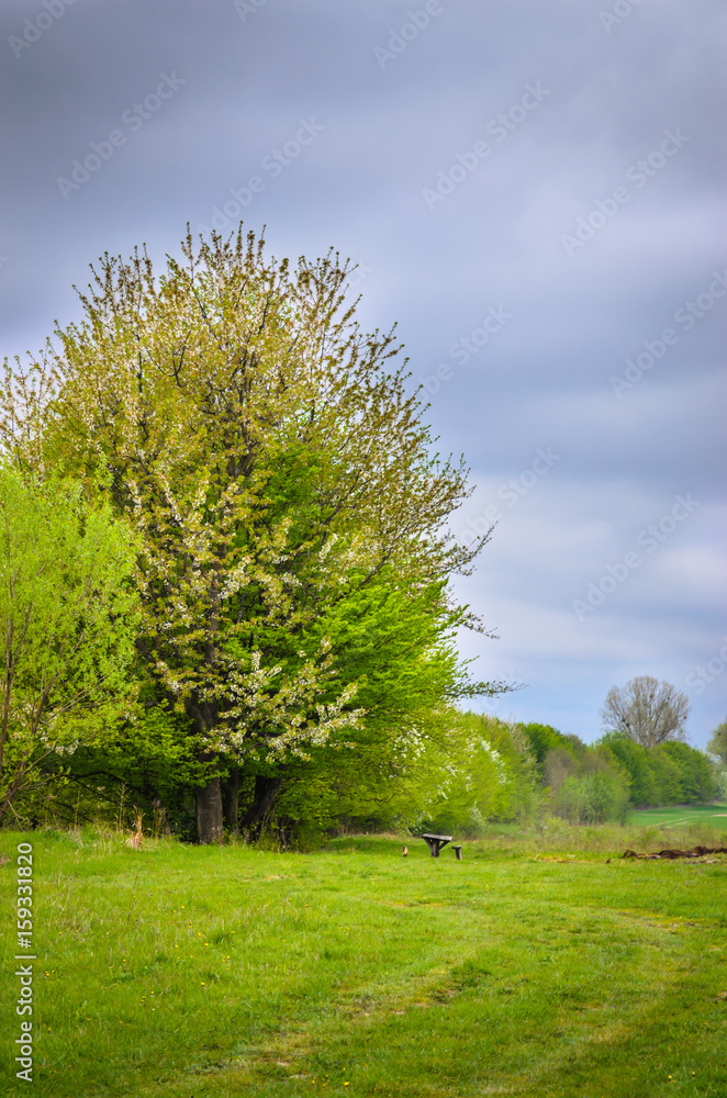 Spring forest on a cloudy day.