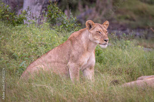 A female Lion starring at something.