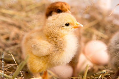 nestling chick. farm chicken.baby