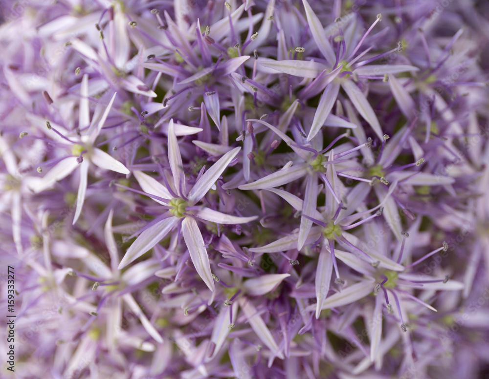 Allium background. Purple flowers texture. Summer. Allium background. Purple flowers texture. Summer.