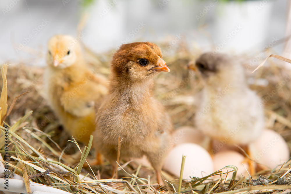 nestling chick. farm chicken.baby nestling chick. farm chicken.baby