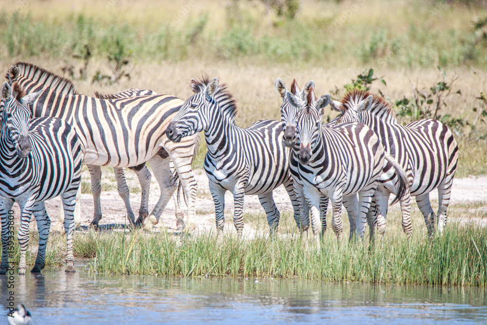 Fototapeta premium Several Zebras standing close to the water.