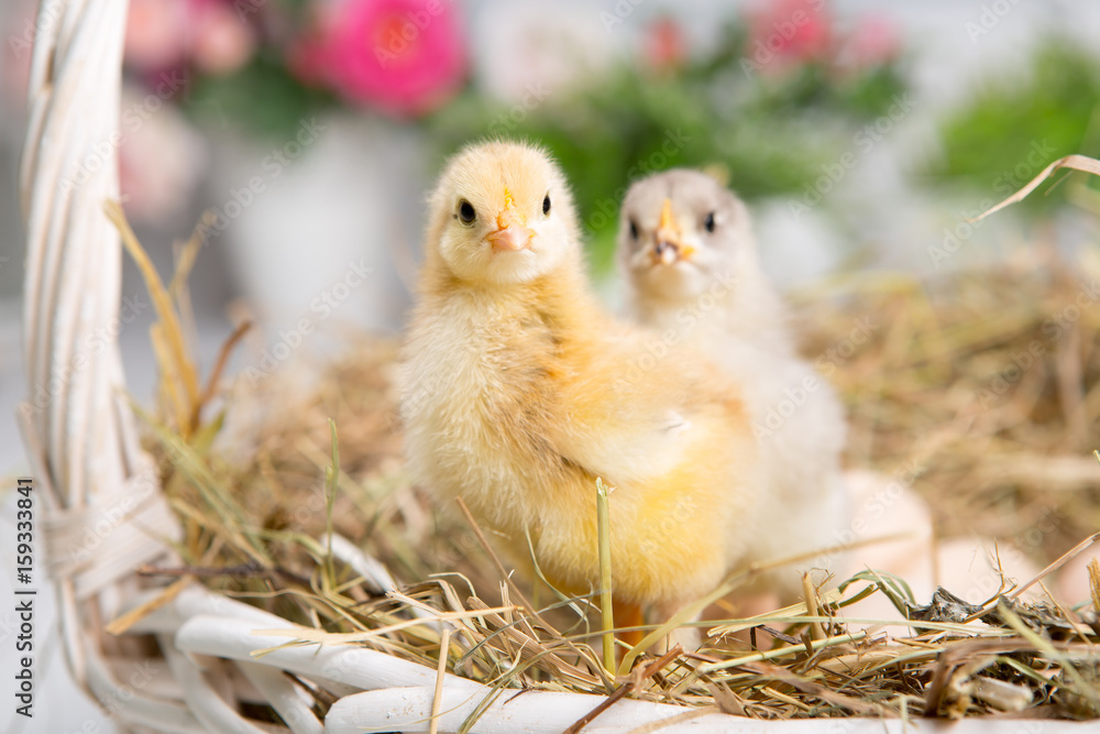 nestling chick. farm chicken.baby nestling chick. farm chicken.baby