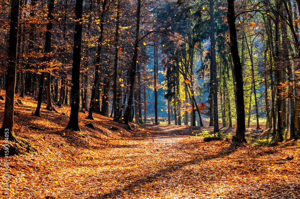 Autumn with falling leaves in the forest - Brno, Czech Republic