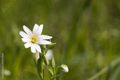 White summer flower