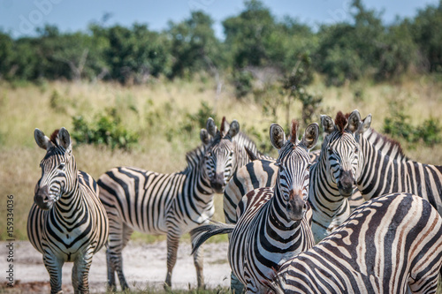 A herd of Zebra starring at the camera.