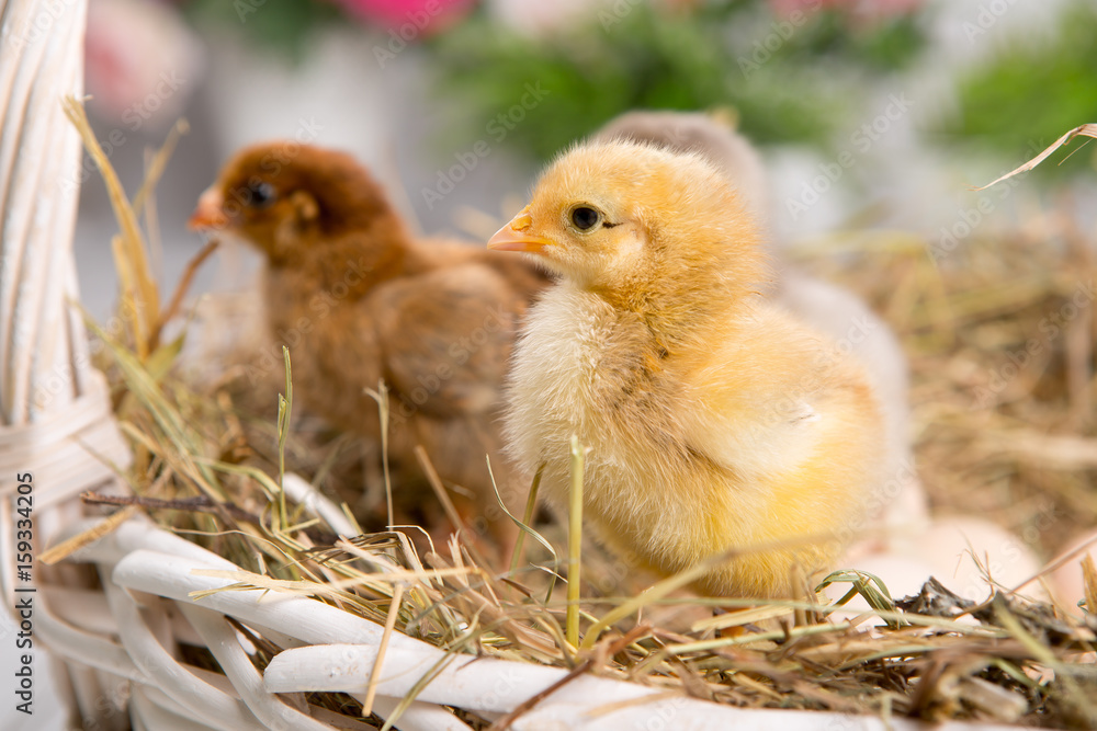 nestling chick. farm chicken.baby nestling chick. farm chicken.baby