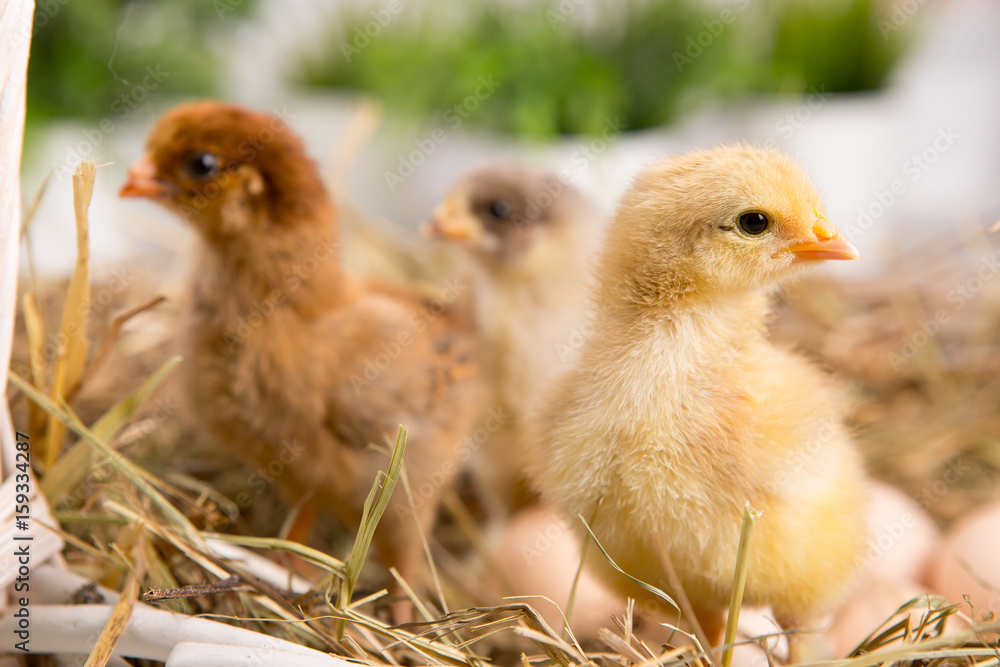 nestling chick. farm chicken.baby nestling chick. farm chicken.baby