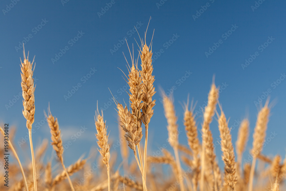 ripened gold cones of wheat on blue sky background, closeup. harvest, agriculture, agronomics, food, production, eco concept. empty space for the text. ripened gold cones of wheat on blue sky background, closeup. harvest, agriculture, agronomics, food, production, eco concept. empty space for the text.
