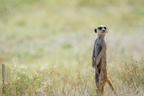 Meerkat on the look out in the Kalagadi.