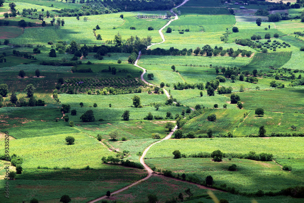 Aerial view of paddy field and road