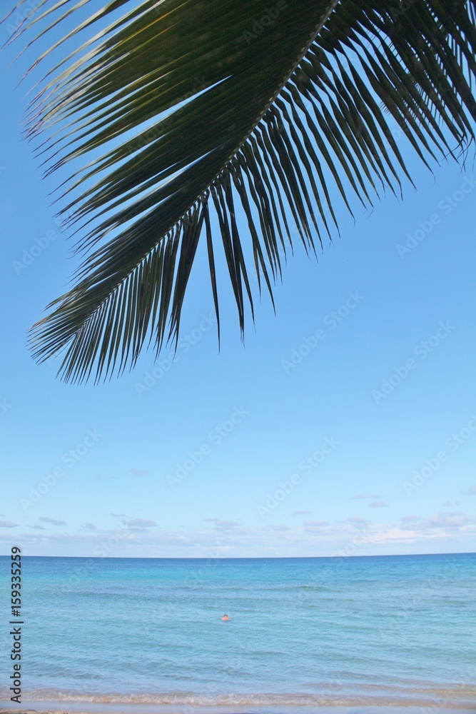 Fototapeta premium Beautiful blue ocean background with a palm tree frond