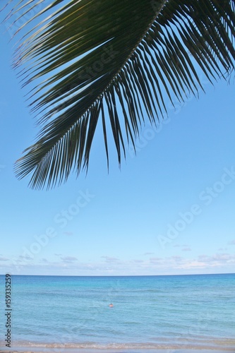 Beautiful blue ocean background with a palm tree frond