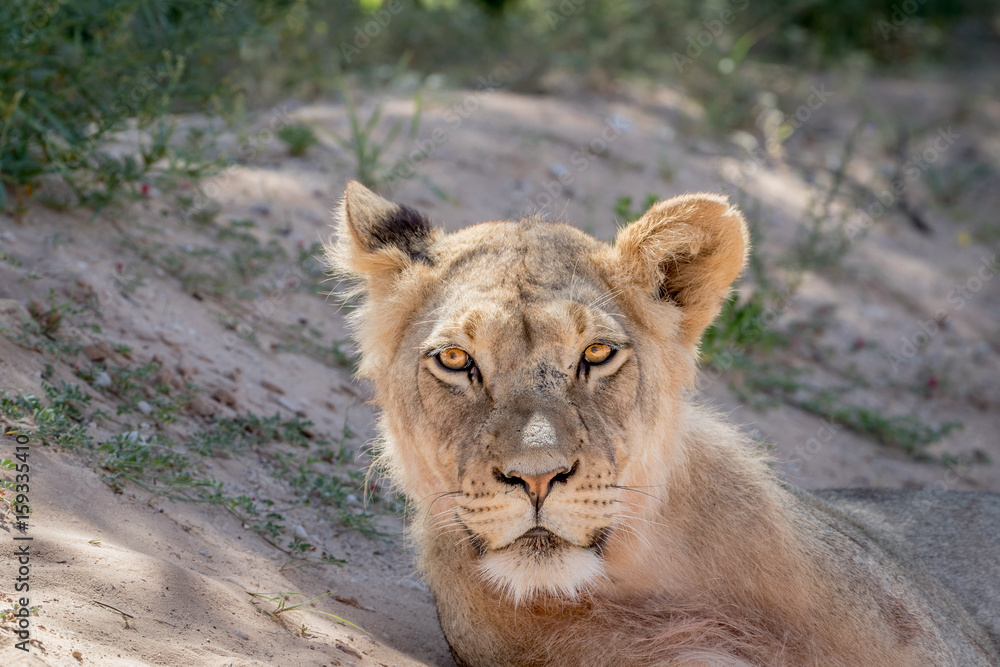 Young male Lion starring at the camera. Young male Lion starring at the camera.