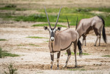 Gemsbok standing in the sand and starring.