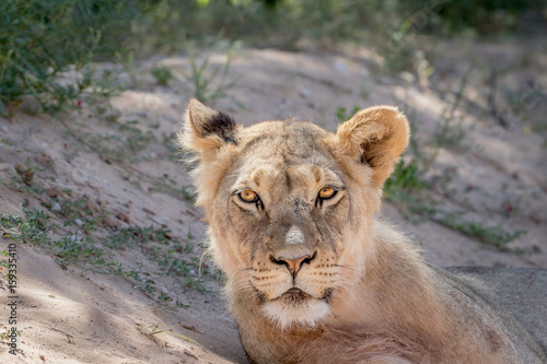 Young male Lion starring at the camera.