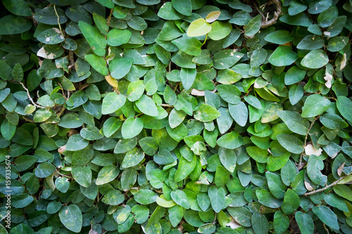 Leaf wall