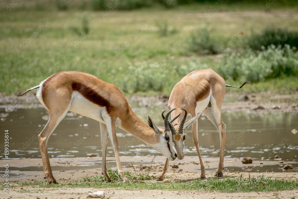 Two Springboks fighting in the Kalagadi. Two Springboks fighting in the Kalagadi.