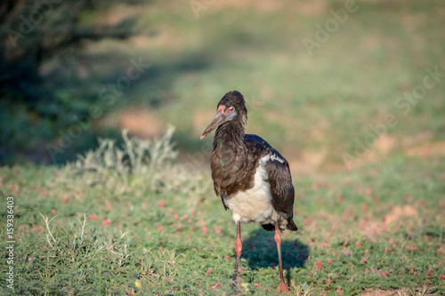 Abdim's stork standing in the grass. photo