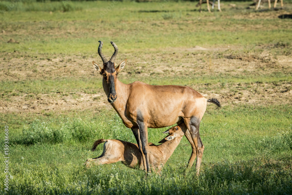 Red hartebeest calf suckling from his mother. Red hartebeest calf suckling from his mother.
