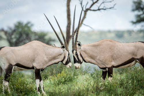 Two Gemsbok fighting in the grass.