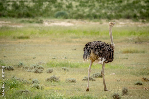 Ostrich standing in the grass in Kalagadi. photo