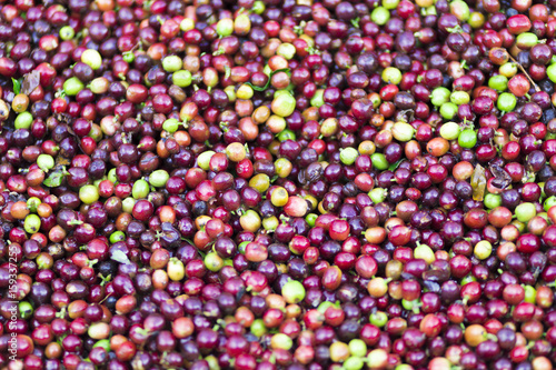 Red bean Coffee beans