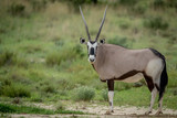 Gemsbok standing in the grass and starring.