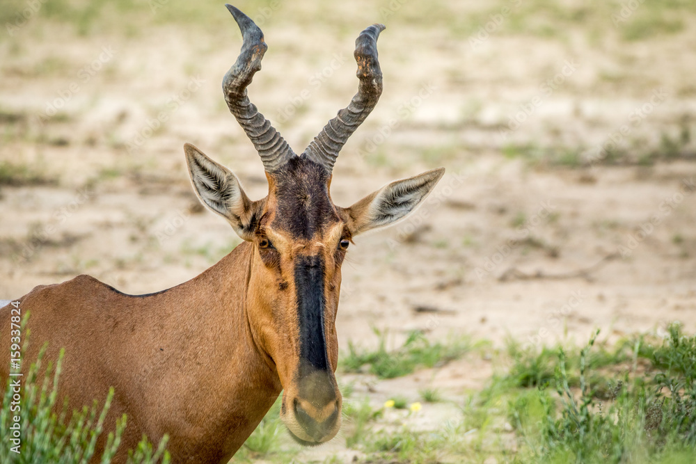 Close up of a Red hartebeest in Kalagadi. Close up of a Red hartebeest in Kalagadi.
