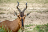 Close up of a Red hartebeest in Kalagadi.
