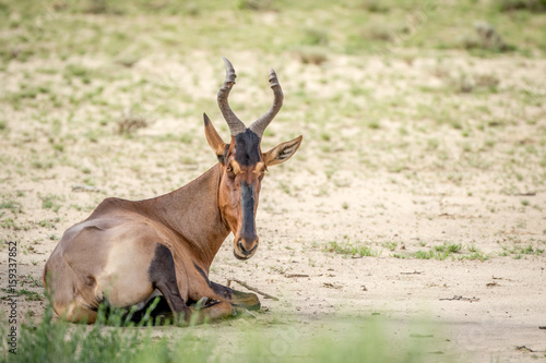 Red hartebeest laying in the grass.