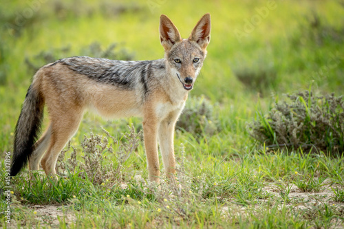 Black-backed jackal looking at the camera.