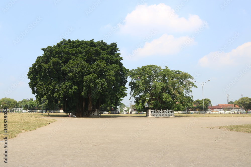 Banyan Tree, Twin Tree, Indonesian Park, Nature | Asian Park