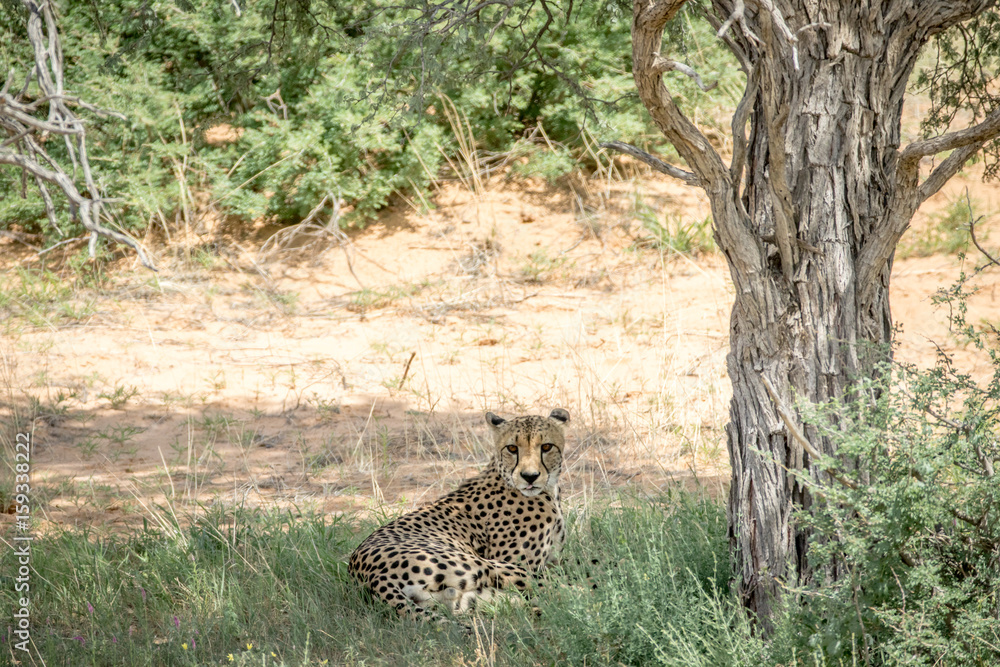 Cheetah laying in the grass under a tree. Cheetah laying in the grass under a tree.