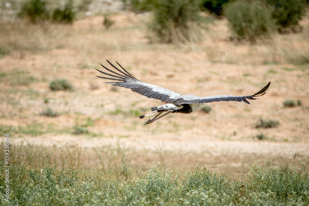 Secretary bird flying away in Kalagadi. Secretary bird flying away in Kalagadi.